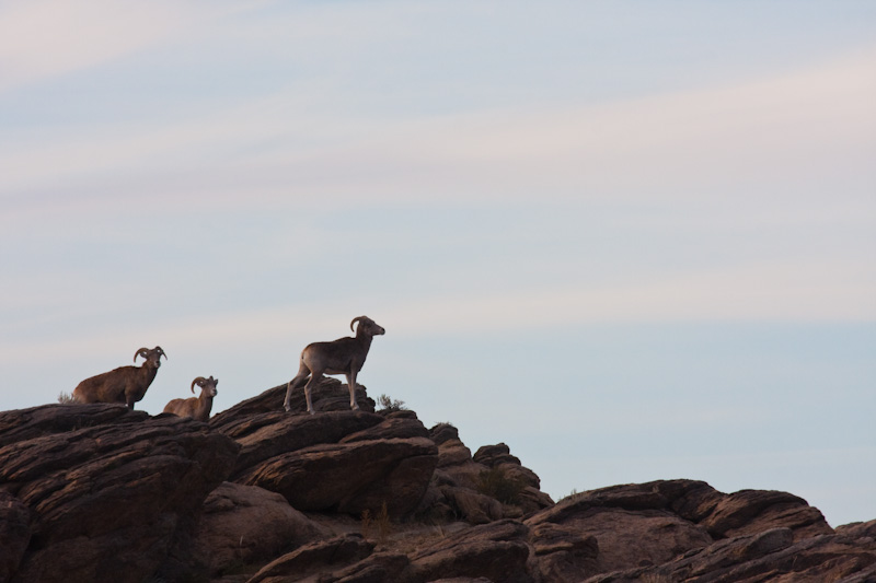 Argali